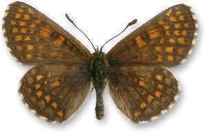 Melitaea aurelia - samiec