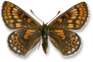 Euphydryas aurinia_forma