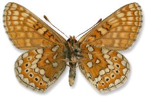 Euphydryas aurinia_samiec_spod