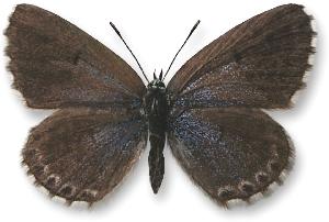 Pseudophilotes baton - samica