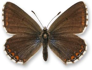 Polyommatus bellargus - samica