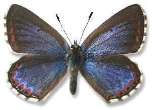 Polyommatus bellargus - samica