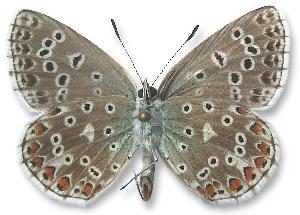 Polyommatus bellargus - samiec - spód