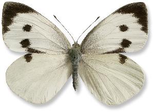 Pieris brassicae - samica