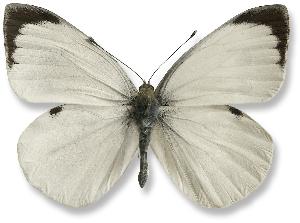 Pieris brassicae - samiec