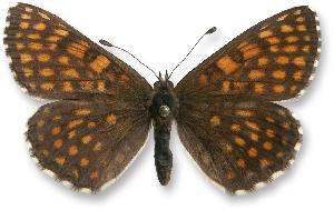 Melitaea britomartis - samiec