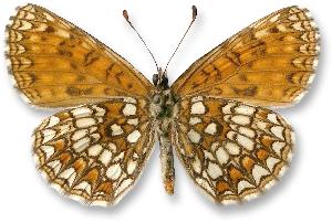 Melitaea britomartis - samiec - spód