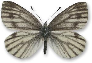 Pieris bryoniae - samica