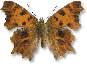 Polygonia - samica