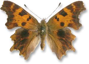 Polygonia - samiec