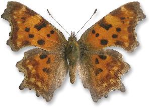 Polygonia - samica