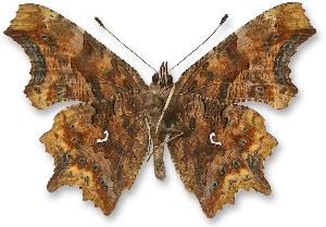 Polygonia - samiec - spód