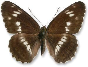 Limenitis camilla