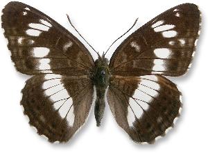 Limenitis camilla - samiec