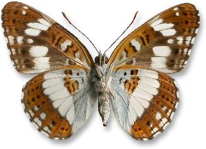 Limenitis camilla - samiec - spód