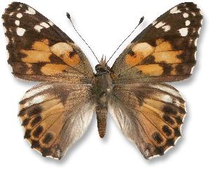 Vanessa cardui_forma.jpg