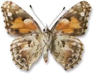 Vanessa cardui_forma_spod.jpg