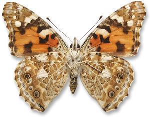 Vanessa cardui_samica_spod.jpg