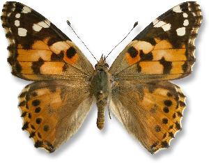 Vanessa cardui - samiec