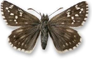 Pyrgus carthami - samica
