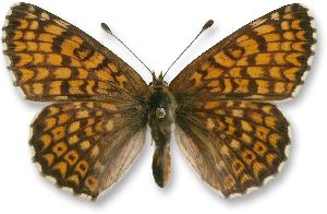 Melitaea cinxia - samica