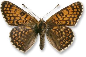 Melitaea cinxia - samiec