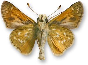 Hesperia comma - samiec - spód