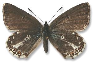 Polyommatus coridon - samica