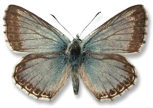 Polyommatus coridon - samiec