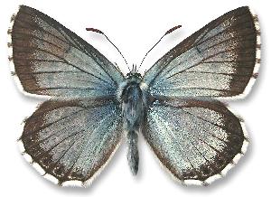 Polyommatus coridon - samiec