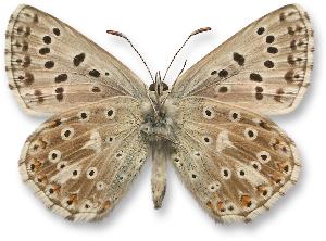 Polyommatus coridon - samiec - spód