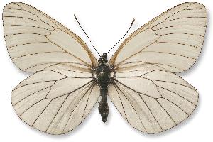 Aporia crataegi_samica