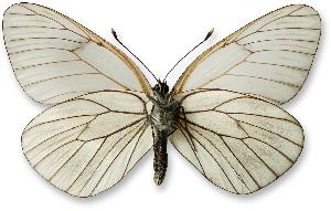 Aporia crataegi_samica_spod