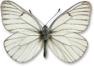 Aporia crataegi_samiec