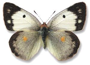 Colias croceus_samica_forma