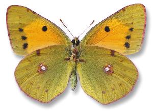 Colias croceus_samica_spod