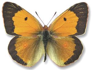 Colias croceus_samiec