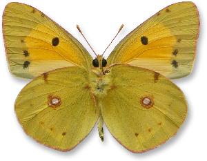 Colias croceus_samiec_spod