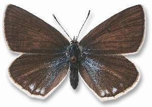 Polyommatus damon - samica