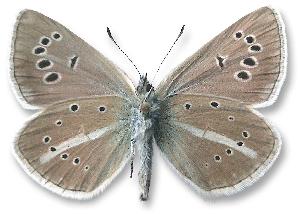 Polyommatus damon - samiec - spód