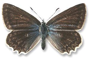 Polyommatus daphnis - samica