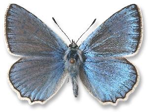 Polyommatus daphnis - samiec