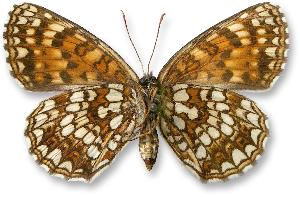 Melitaea diamina - samica - spód