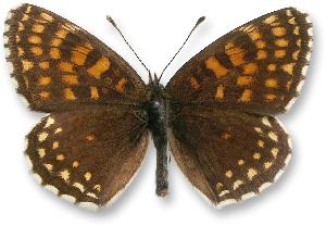 Melitaea diamina - samiec