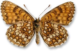 Melitaea diamina - samiec - spód