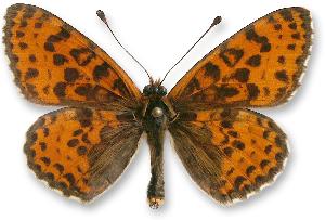 Melitaea didyma - samiec