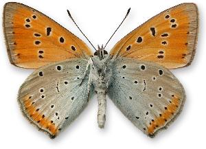 Lycaena dispar - samiec - spód