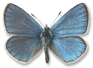 Polyommatus dorylas - samiec