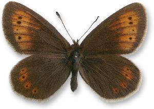 Erebia epiphron_samiec