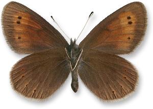 Erebia epiphron_samiec_spod